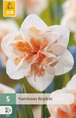 Narcissus Replète