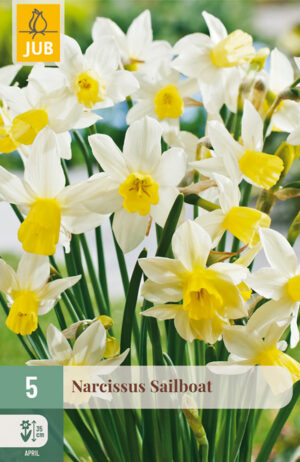 Narcissus Sailboat