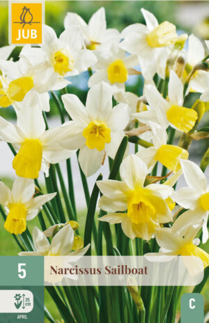 Narcissus Sailboat