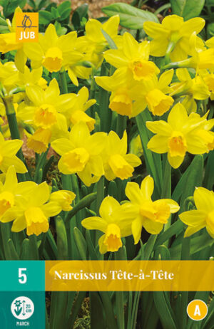 Narcissus Tête-à-Tête