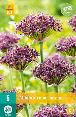 Allium atropurpureum