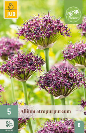 Allium atropurpureum
