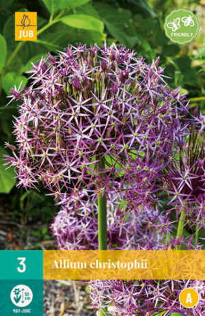 Allium christophii