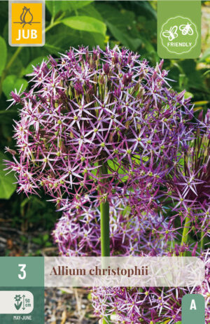 Allium christophii