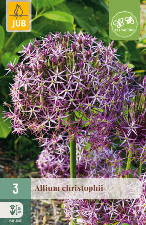 Allium christophii