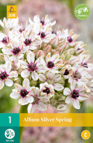 Allium Silver Spring