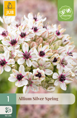 Allium Silver Spring