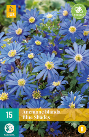 Anemone Blanda Blue Shades