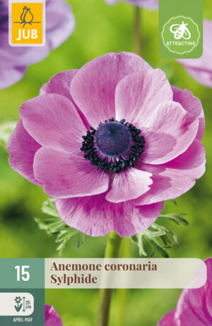 Anemone coronaria Sylphide