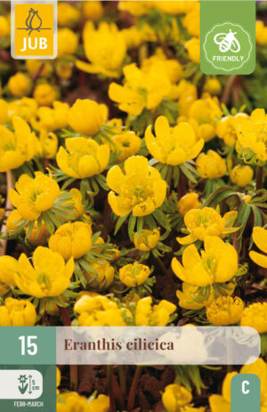Eranthis cilicica