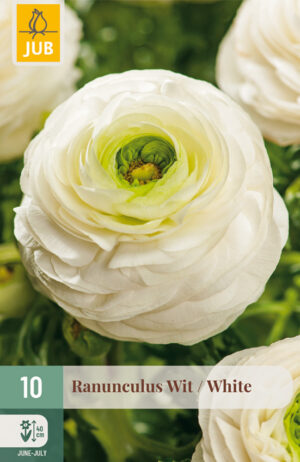 Ranunculus Wit