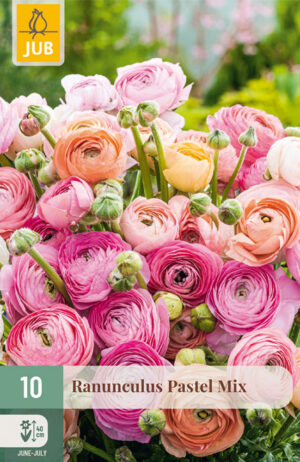 Ranunculus Pastel Mix