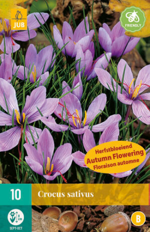 Crocus sativus