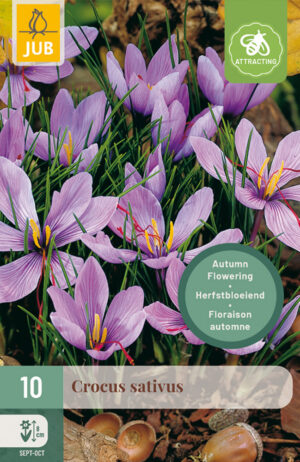 Crocus sativus