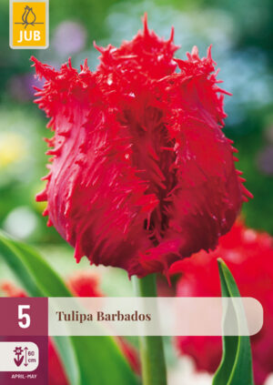 Tulipa Barbados