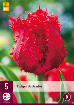 Tulipa Barbados