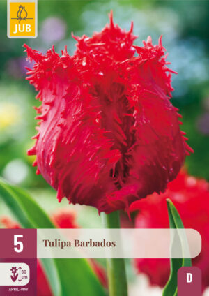 Tulipa Barbados
