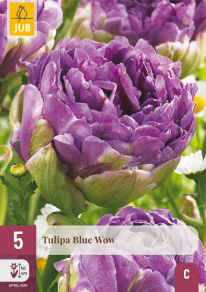 Tulipa Blue Wow