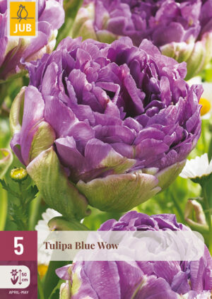Tulipa Blue Wow