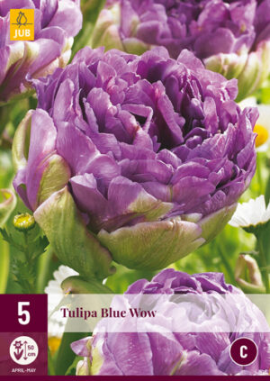 Tulipa Blue Wow