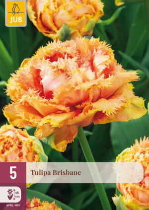 Tulipa Brisbane