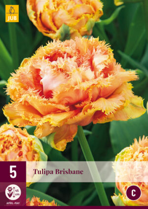 Tulipa Brisbane