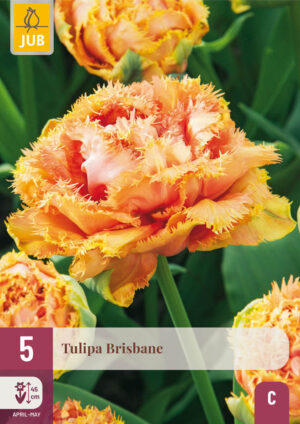 Tulipa Brisbane