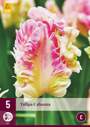 Tulipa Cabanna
