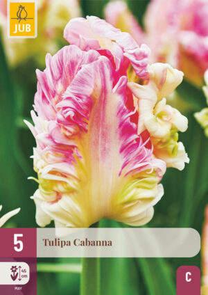 Tulipa Cabanna