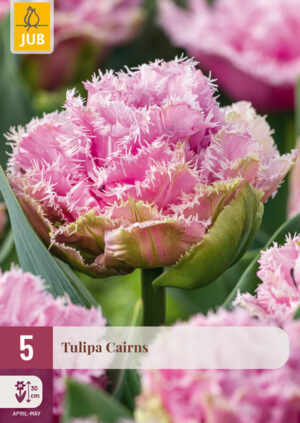 Tulipa Cairns