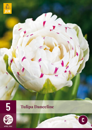Tulipa Danceline