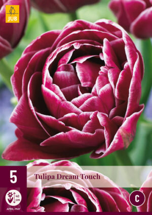 Tulipa Dream Touch