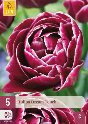 Tulipa Dream Touch