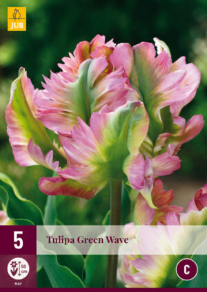 Tulipa Green Wave