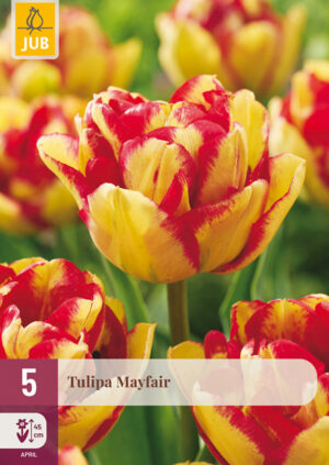 Tulipa Mayfair