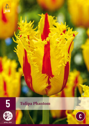 Tulipa Phantom