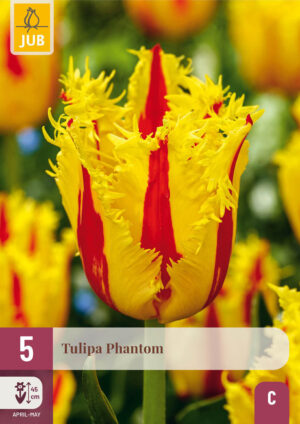Tulipa Phantom