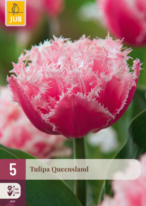 Tulipa Queensland