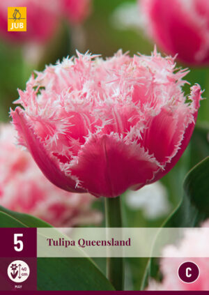 Tulipa Queensland