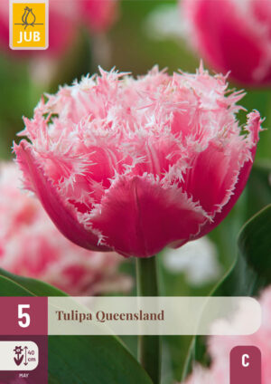 Tulipa Queensland
