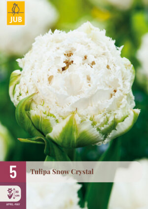 Tulipa Snow Crystal