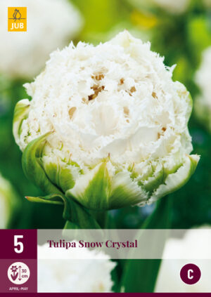Tulipa Snow Crystal