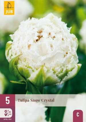 Tulipa Snow Crystal