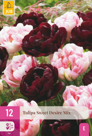 Tulipa Sweet Desire Mix