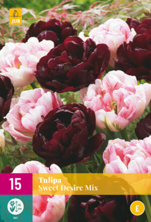 Tulipa Sweet Desire Mix