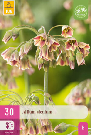 Allium Nectaroscordum siculum