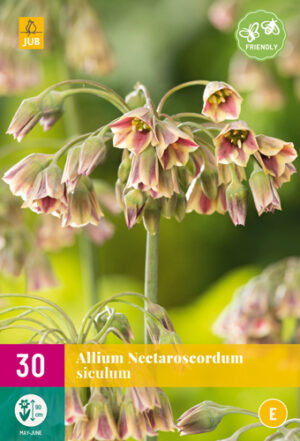 Allium Nectaroscordum siculum