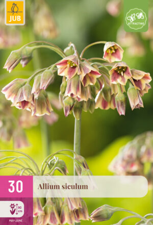 Allium Nectaroscordum siculum