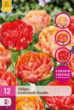 Tulipa Gudoshnik Double