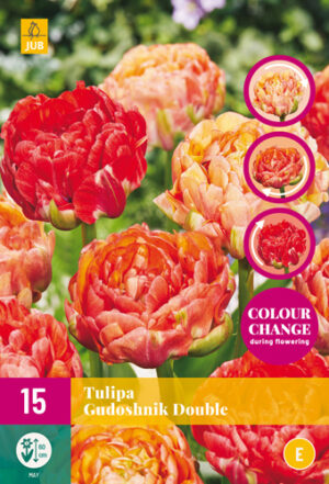 Tulipa Gudoshnik Double
